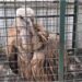 Rare Himalayan Griffon Vulture Spotted in Bihar’s Saran After 30 Years, Sent to Patna Zoo for Care