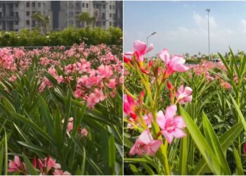 Social Media Trend at Patna Marine Drive Sparks Concern as Visitors Pluck Flowers and Break Twigs for Selfies