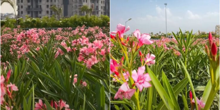 Social Media Trend at Patna Marine Drive Sparks Concern as Visitors Pluck Flowers and Break Twigs for Selfies