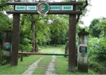 Jungle Safari at Valmiki Tiger Reserve to Close for Three Months From June 29, Last Chance for Wildlife Sightings