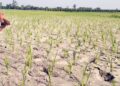 Bihar's Climate Alarm: 13 Drought-Like Monsoons In 20 Years, Traditional Rains Vanish
