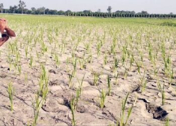 Bihar's Climate Alarm: 13 Drought-Like Monsoons In 20 Years, Traditional Rains Vanish