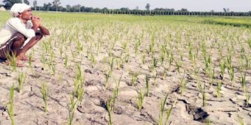 Bihar's Climate Alarm: 13 Drought-Like Monsoons In 20 Years, Traditional Rains Vanish