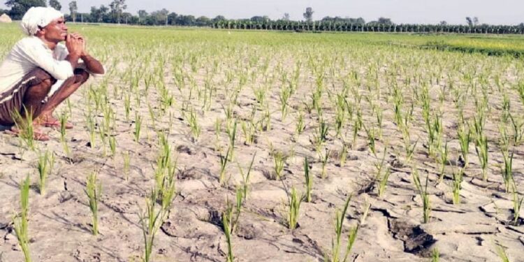 Bihar's Climate Alarm: 13 Drought-Like Monsoons In 20 Years, Traditional Rains Vanish