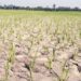 Bihar's Climate Alarm: 13 Drought-Like Monsoons In 20 Years, Traditional Rains Vanish