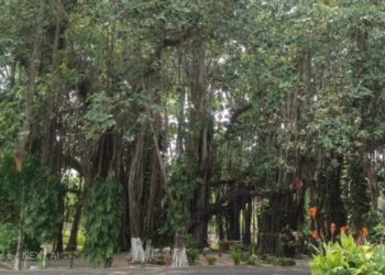 700-Year-Old Banyan Tree In Munger Survived Centuries Of History, Now Set To Receive Heritage Status