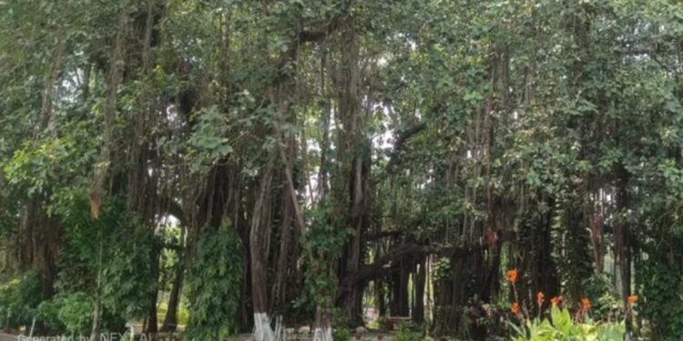 700-Year-Old Banyan Tree In Munger Survived Centuries Of History, Now Set To Receive Heritage Status
