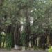 700-Year-Old Banyan Tree In Munger Survived Centuries Of History, Now Set To Receive Heritage Status