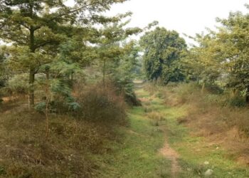 Memories Live On After Death In This Bihar Village, Where A Tree Is Planted For Every Life Lost