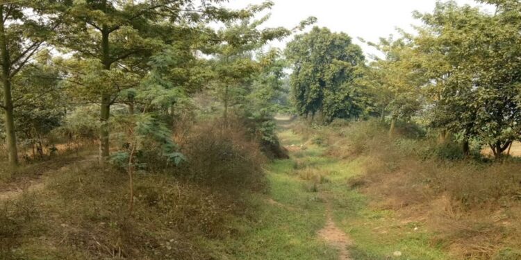 Memories Live On After Death In This Bihar Village, Where A Tree Is Planted For Every Life Lost