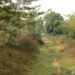 Memories Live On After Death In This Bihar Village, Where A Tree Is Planted For Every Life Lost