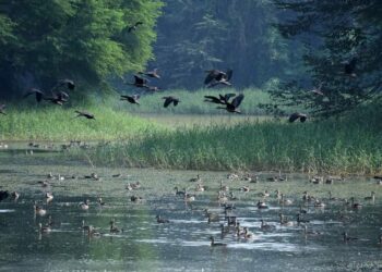 7D Theatre, Holographic Books And Exotic Birds: Patna's Rajdhani Reservoir Set For A High-Tech Transformation