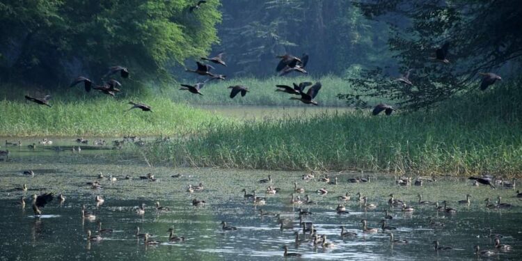 7D Theatre, Holographic Books And Exotic Birds: Patna's Rajdhani Reservoir Set For A High-Tech Transformation