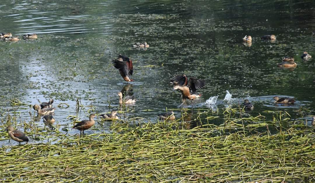 7D Theatre, Holographic Books And Exotic Birds: Patna's Rajdhani Reservoir Set For A High-Tech Transformation