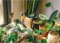Monsoon Gardening: Bring Home Greenery and Fresh Air With Plants Starting at Just Rs 10 in Patna