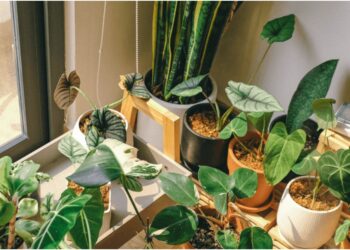 Monsoon Gardening: Bring Home Greenery and Fresh Air With Plants Starting at Just Rs 10 in Patna