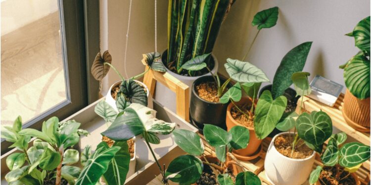 Monsoon Gardening: Bring Home Greenery and Fresh Air With Plants Starting at Just Rs 10 in Patna