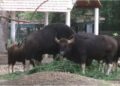 Patna Zoo to Receive Two Male Gaurs From Karnataka by End of July After CZA Approval