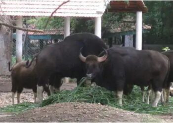 Patna Zoo to Receive Two Male Gaurs From Karnataka by End of July After CZA Approval