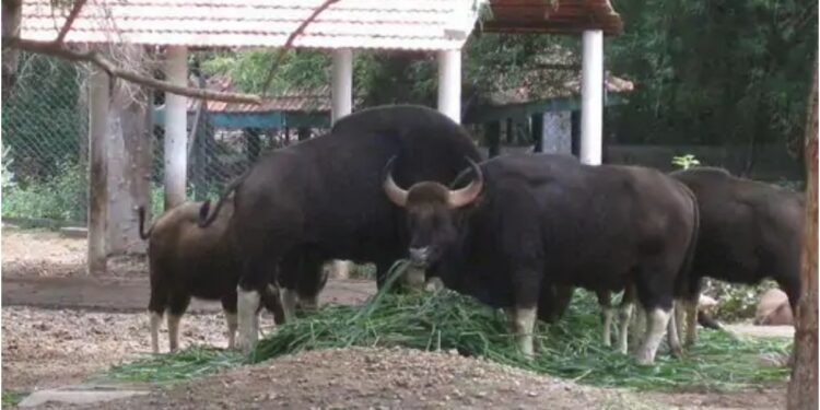 Patna Zoo to Receive Two Male Gaurs From Karnataka by End of July After CZA Approval