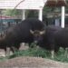 Patna Zoo to Receive Two Male Gaurs From Karnataka by End of July After CZA Approval