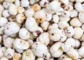 Bihar's Makhana Reaches Canadian Market as India Exports 7 Tonnes, Boosting Global Recognition for the State's Signature Crop