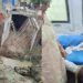 Muzaffarpur Gas Leak: Five Schoolgirls Faint After PNG Pipeline Damaged During Drain Work
