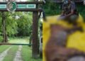 Two Dead In Two Days: Why Tiger Attacks Near Valmiki Tiger Reserve Are Triggering Fresh Alarm