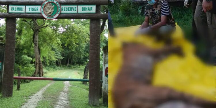Two Dead In Two Days: Why Tiger Attacks Near Valmiki Tiger Reserve Are Triggering Fresh Alarm