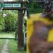 Two Dead In Two Days: Why Tiger Attacks Near Valmiki Tiger Reserve Are Triggering Fresh Alarm