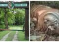 A Tiger Was Found Dead In Valmiki Tiger Reserve. Here's What Officials Suspect
