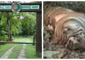 A Tiger Was Found Dead In Valmiki Tiger Reserve. Here's What Officials Suspect