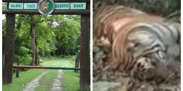 A Tiger Was Found Dead In Valmiki Tiger Reserve. Here's What Officials Suspect