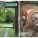 A Tiger Was Found Dead In Valmiki Tiger Reserve. Here's What Officials Suspect