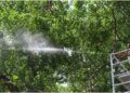 Special Measures Taken To Protect Sacred Bodhi Tree From Mealybug Infestation