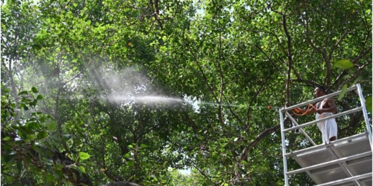 Special Measures Taken To Protect Sacred Bodhi Tree From Mealybug Infestation