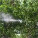 Special Measures Taken To Protect Sacred Bodhi Tree From Mealybug Infestation
