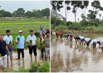 Collective Rice Transplanting Highlights Scientific Farming And Teamwork At ICAR-RCER Patna