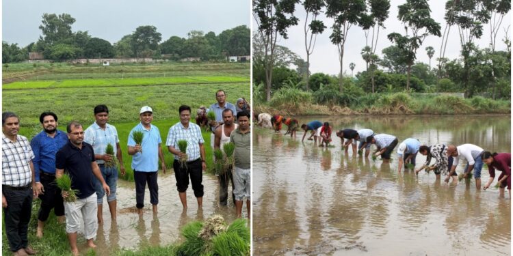 Collective Rice Transplanting Highlights Scientific Farming And Teamwork At ICAR-RCER Patna