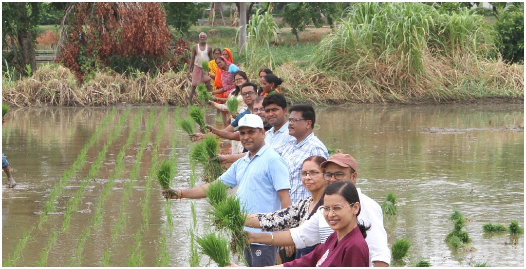 Collective Rice Transplanting Highlights Scientific Farming And Teamwork At ICAR-RCER Patna