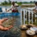fish farming shrimp pearl