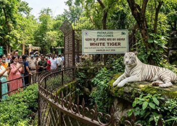 Patna Zoo to Showcase White Tiger from Next Week; Six Shanghai Deer Arrive, Two Gaurs Due By July 25