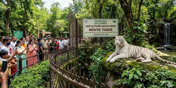 Patna Zoo to Showcase White Tiger from Next Week; Six Shanghai Deer Arrive, Two Gaurs Due By July 25