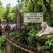 Patna Zoo to Showcase White Tiger from Next Week; Six Shanghai Deer Arrive, Two Gaurs Due By July 25