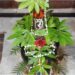 224-Year-Old Kashi Vishwanath Temple In Patna City Stays Cool With Wood And Tin Roofing