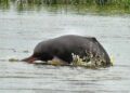 Why Are More Gangetic Dolphins Returning to Bhagalpur? Numbers Rise From 95 to 215