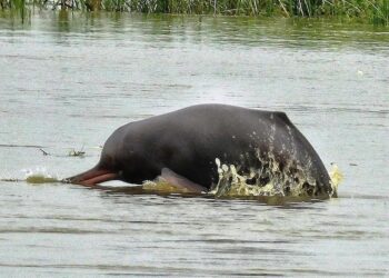 Why Are More Gangetic Dolphins Returning to Bhagalpur? Numbers Rise From 95 to 215