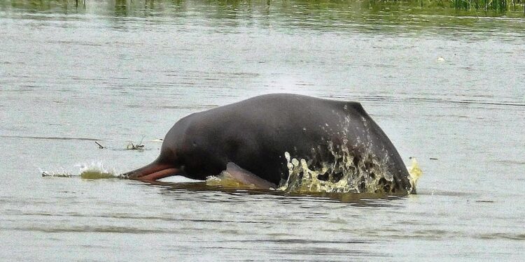 Why Are More Gangetic Dolphins Returning to Bhagalpur? Numbers Rise From 95 to 215