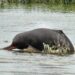 Why Are More Gangetic Dolphins Returning to Bhagalpur? Numbers Rise From 95 to 215