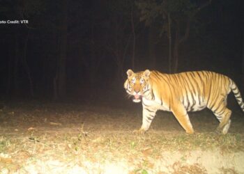 Tiger in Valmiki Tiger Reserve